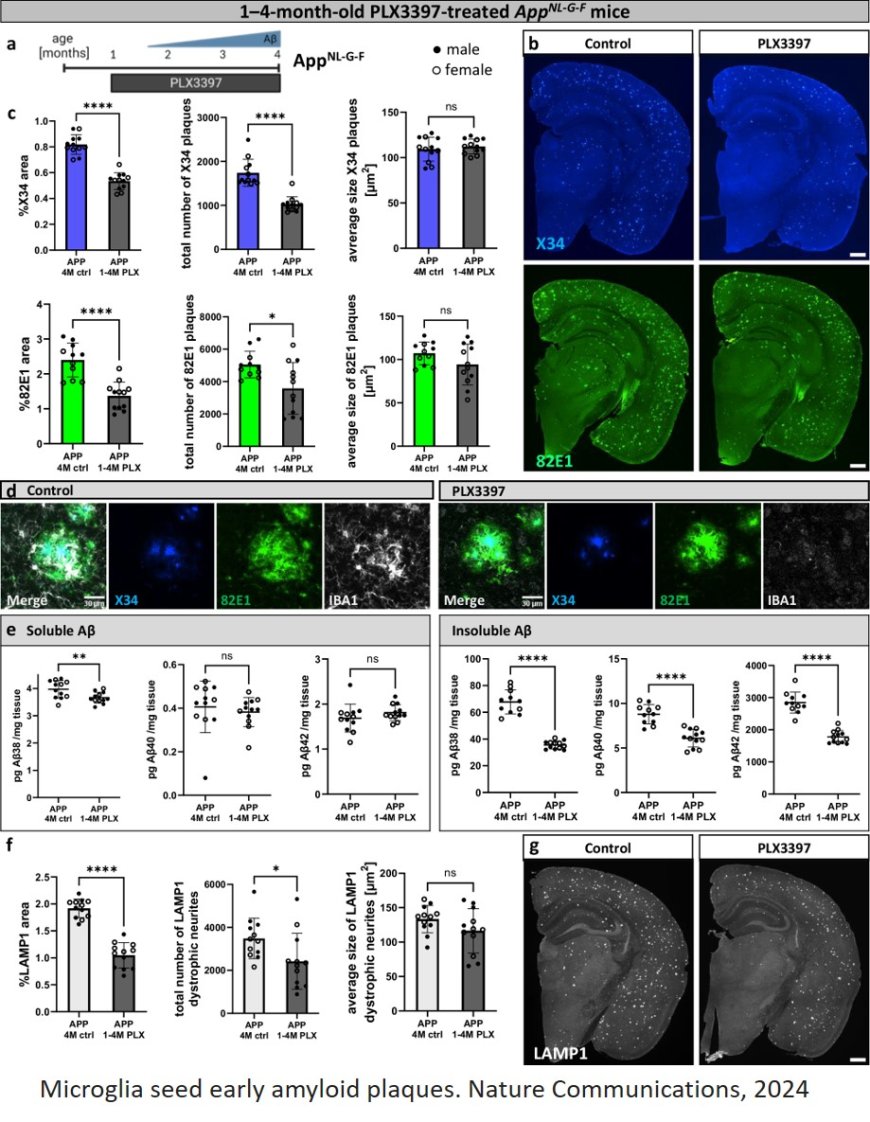 Homeostatic microglia initially seed and activated microglia later reshape amyloid plaques in Alzheimer’s Disease