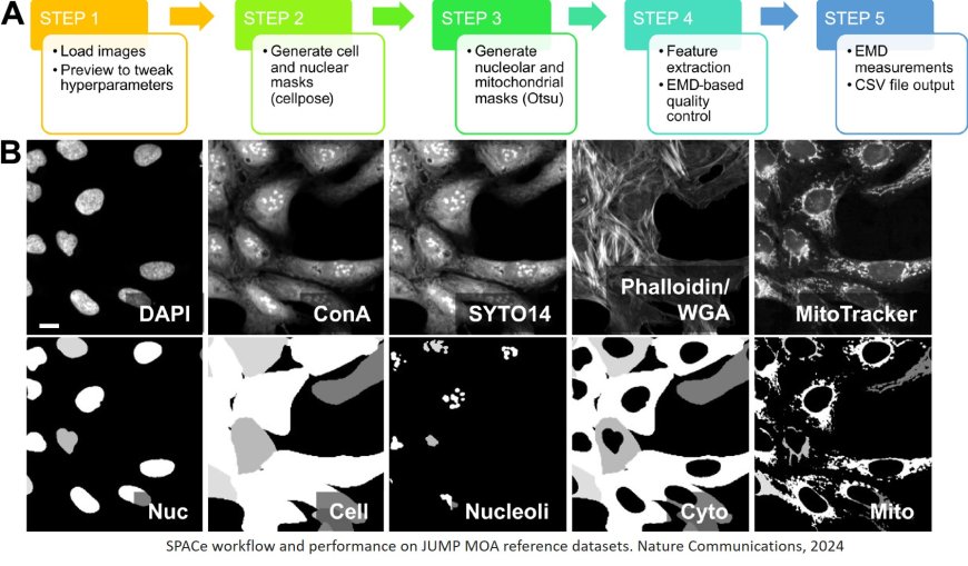 SPACe: an open-source, single-cell analysis of Cell Painting data