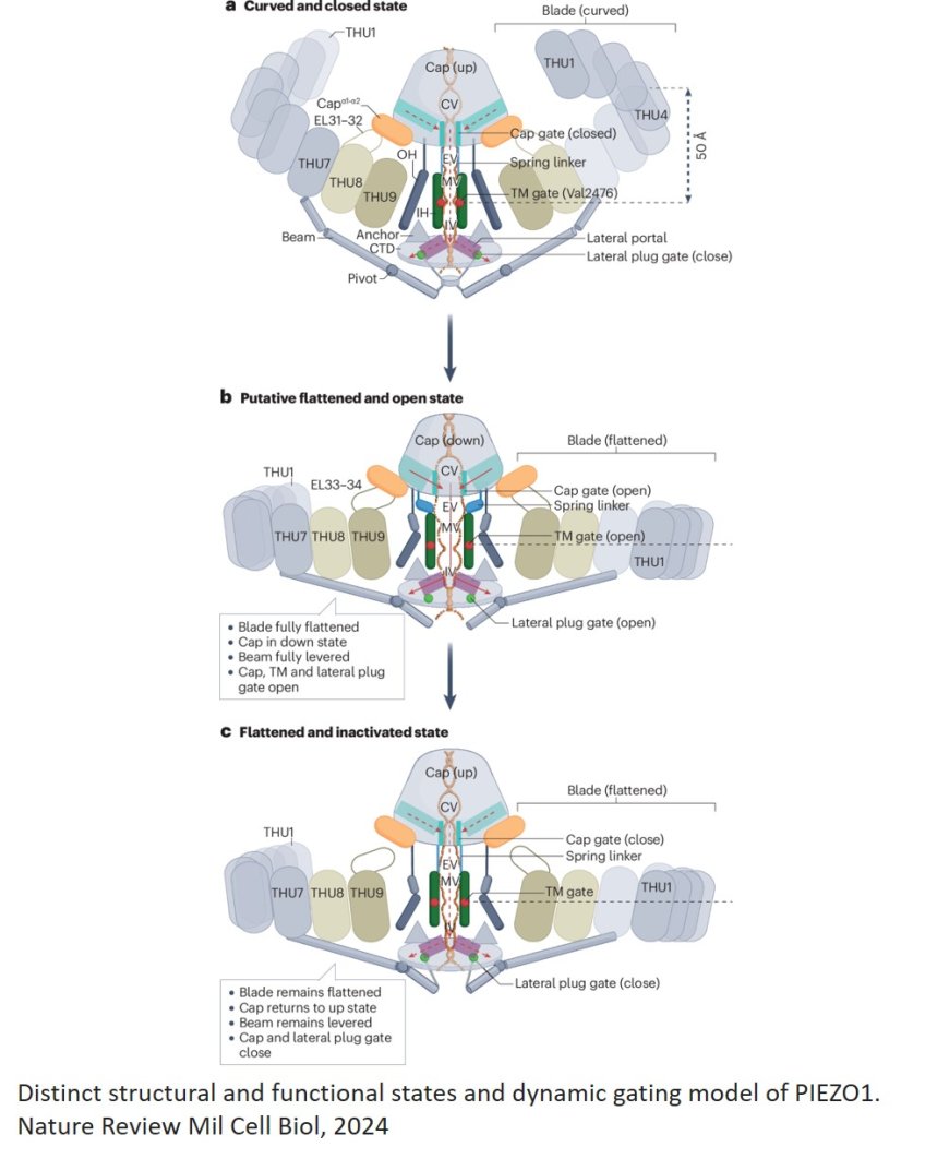 Mechanisms of mechanotransduction and physiological roles of PIEZO channels