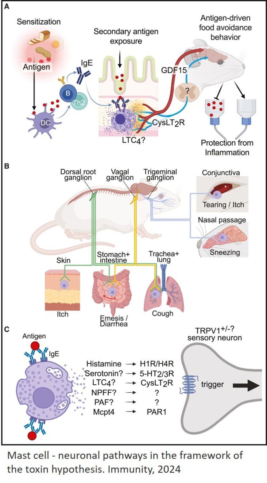 Mast cells as signal converters between tissues and neurons