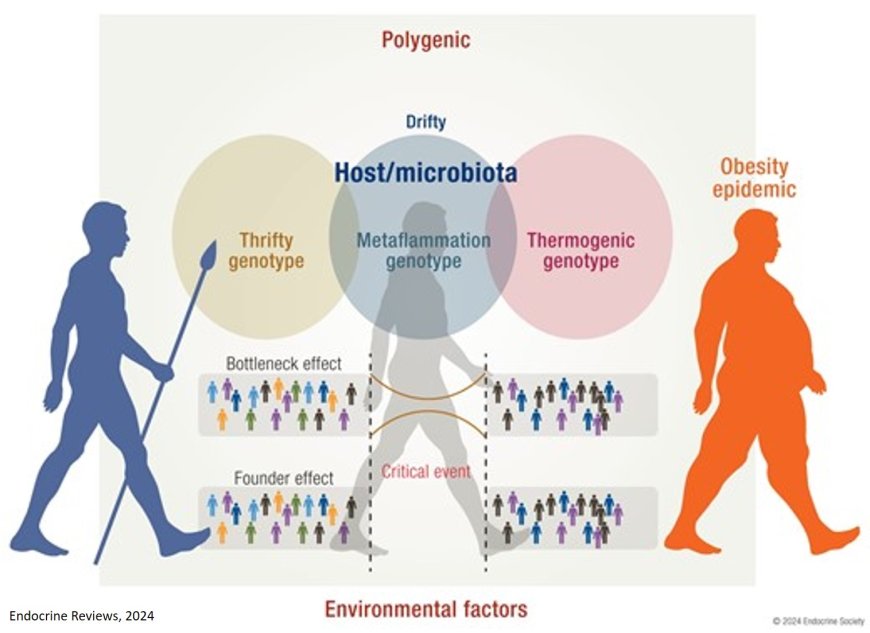 The Microbiota and Evolution of Obesity