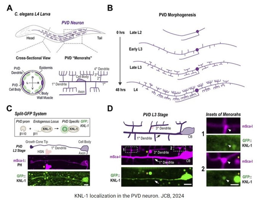 The kinetochore protein KNL-1 regulates the actin cytoskeleton to control dendrite branching