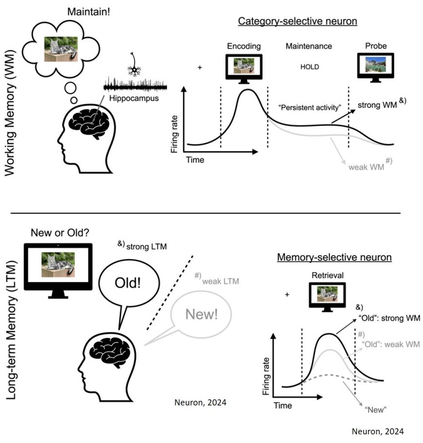 Persistent activity during working memory maintenance predicts long-term memory formation in the human hippocampus