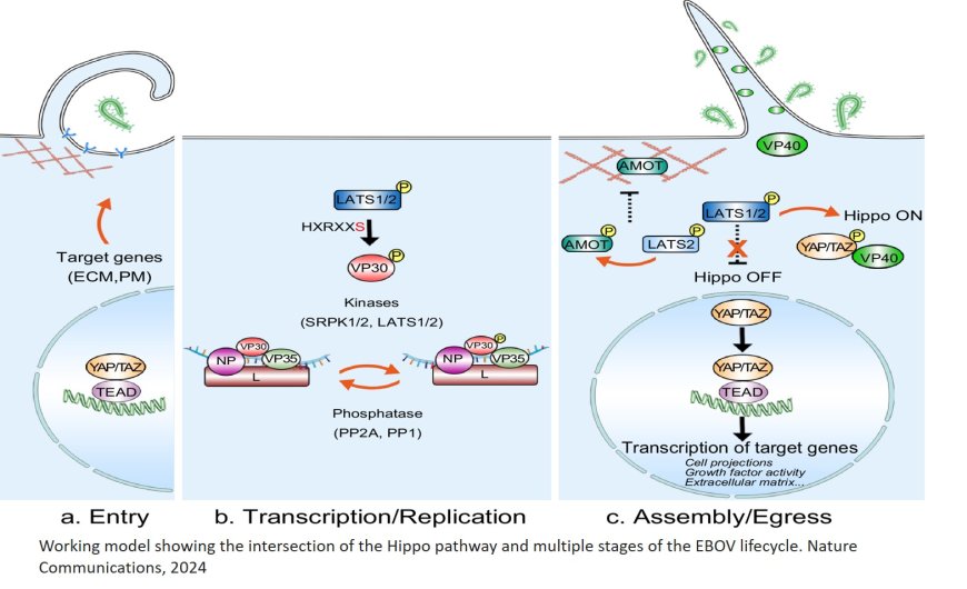 Hippo signaling pathway regulates Ebola virus transcription and egress