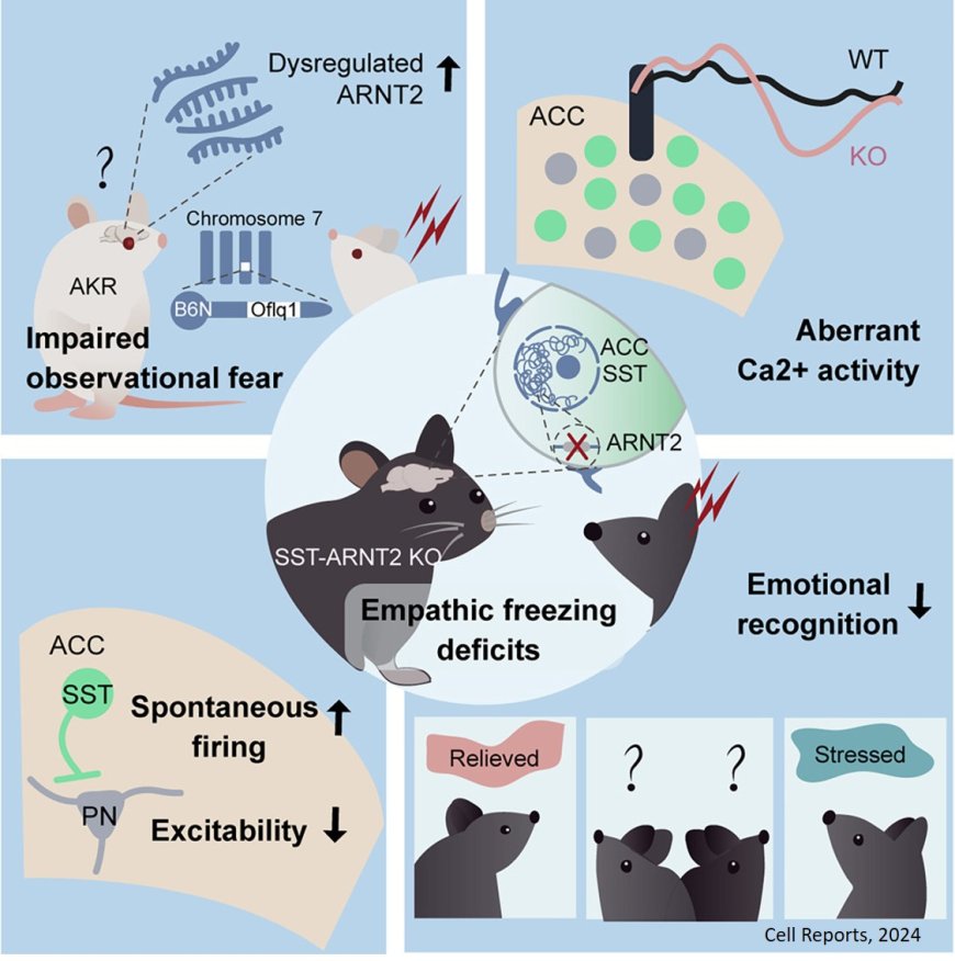 ARNT2 controls prefrontal somatostatin interneurons mediating affective empathy