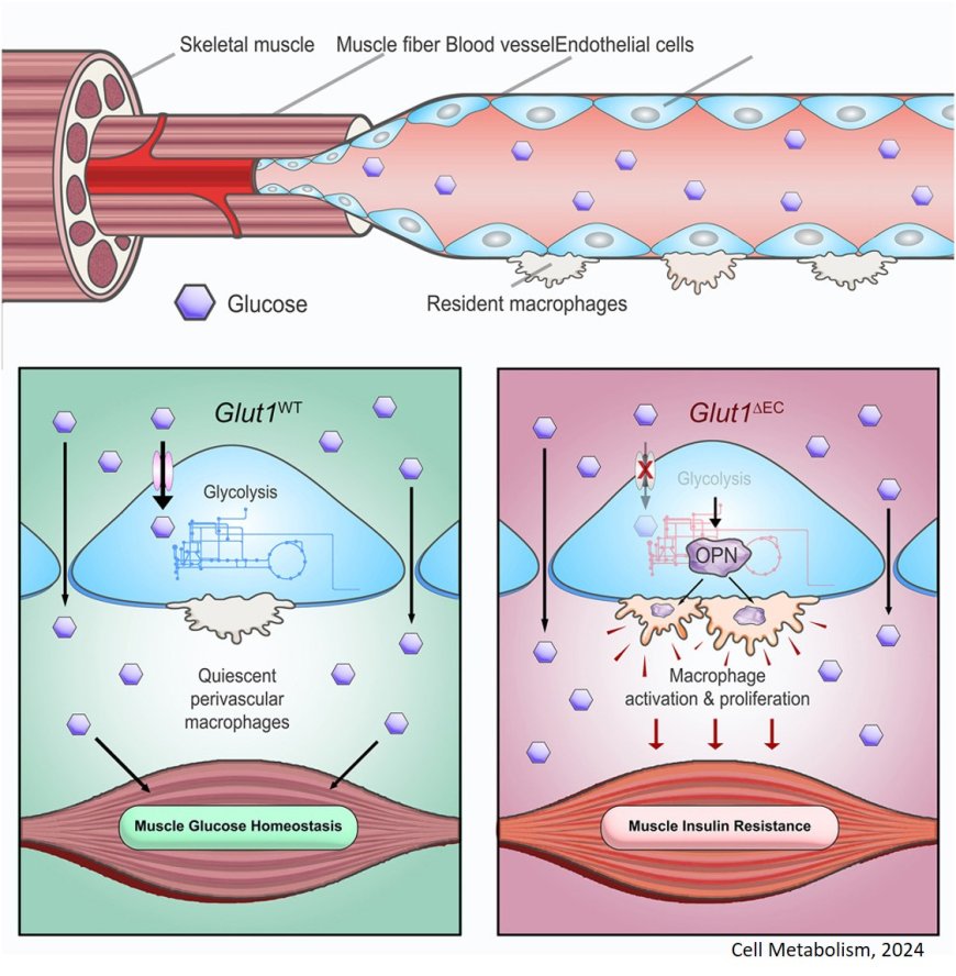 Endothelial metabolic control of insulin sensitivity through resident macrophages