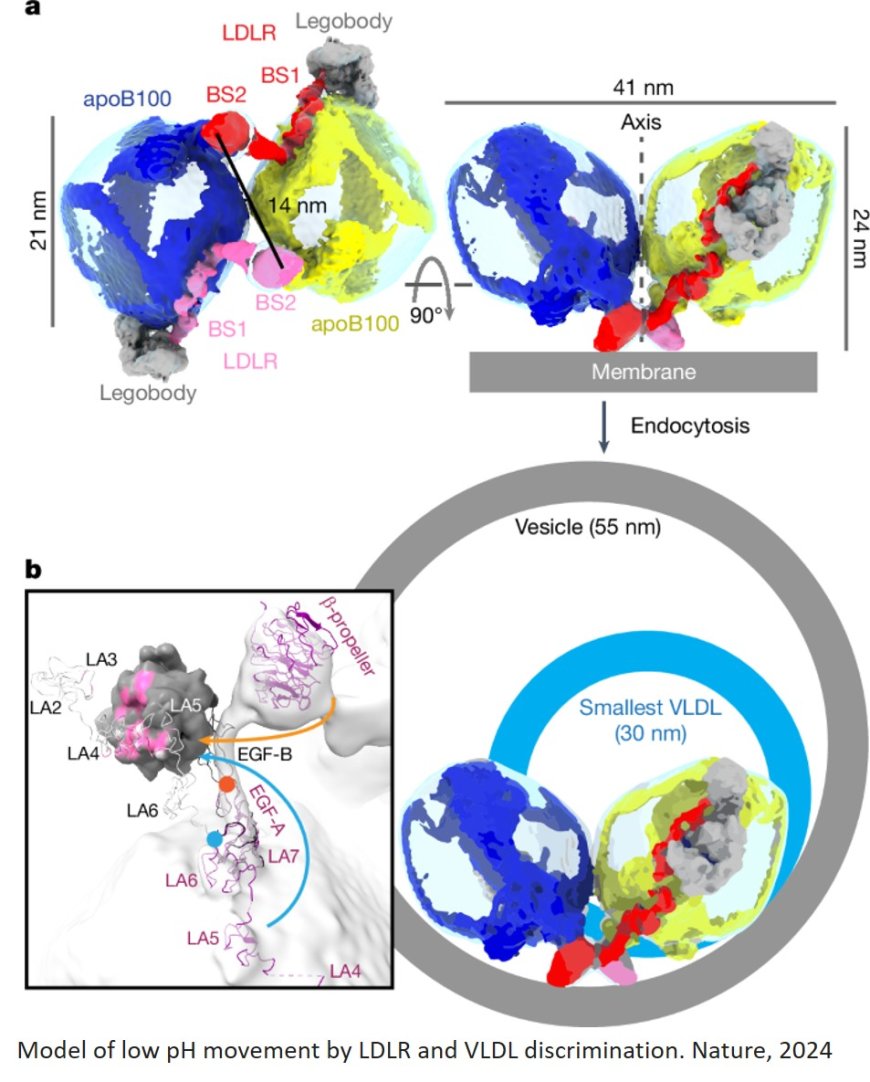 Structure of apolipoprotein B100 bound to the low-density lipoprotein receptor