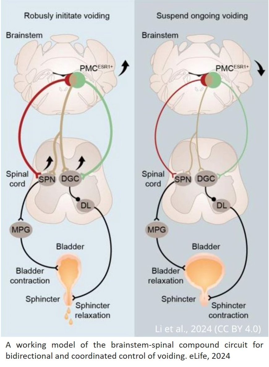 Brainstem neurons coordinate the bladder and urethra sphincter for urination