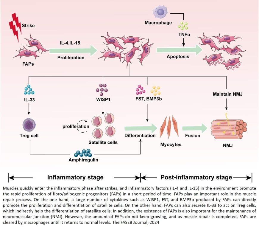 FAPs in muscle physiology