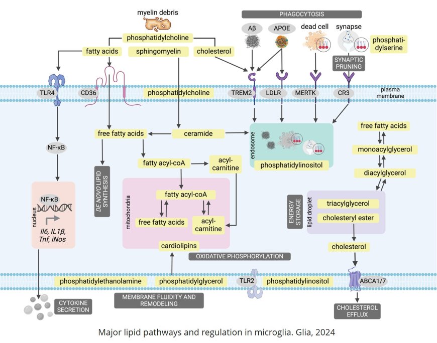 Lipids in Microglial Biology