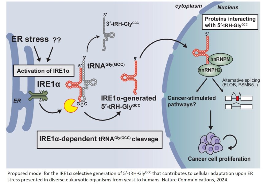 Role of transfer RNA fragments in cancer progression