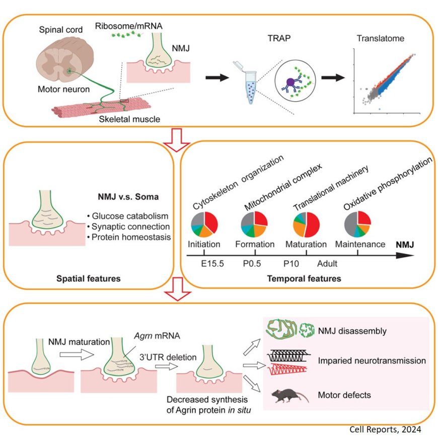 Local protein synthesis at neuromuscular synapses is required for motor functions