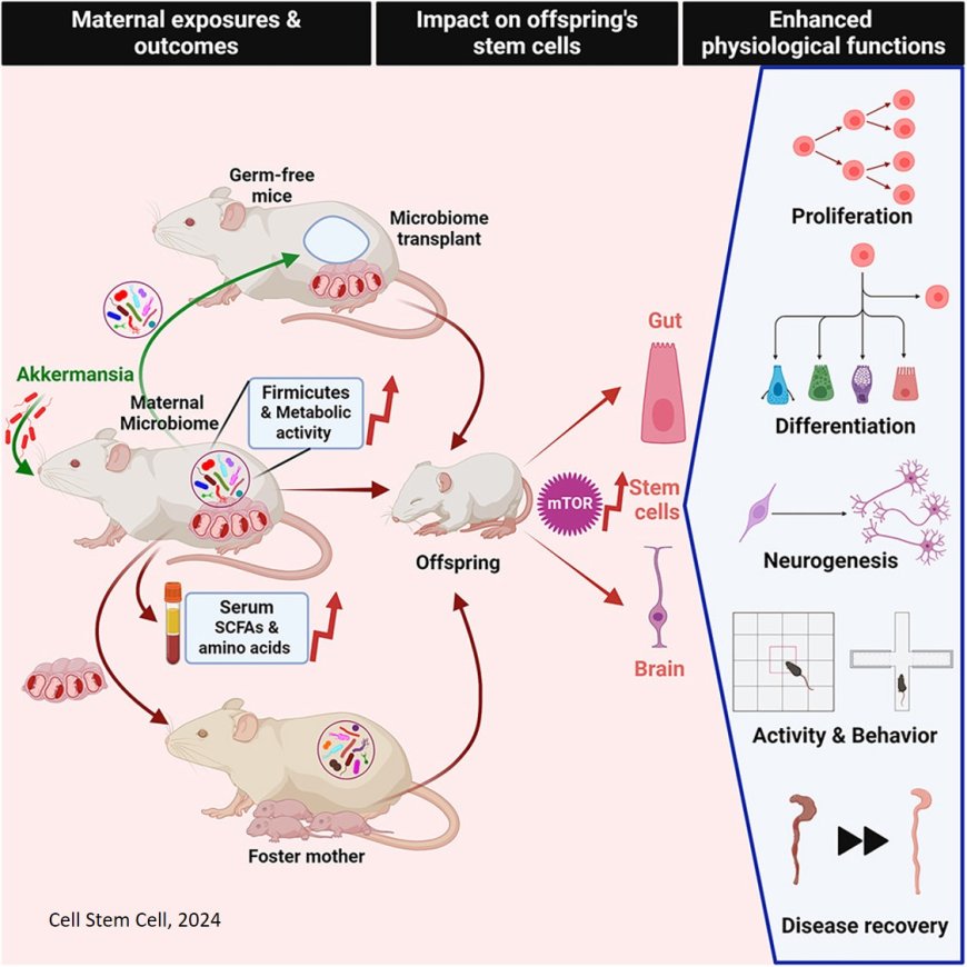 Maternal gut microbiota influence stem cell function in offspring