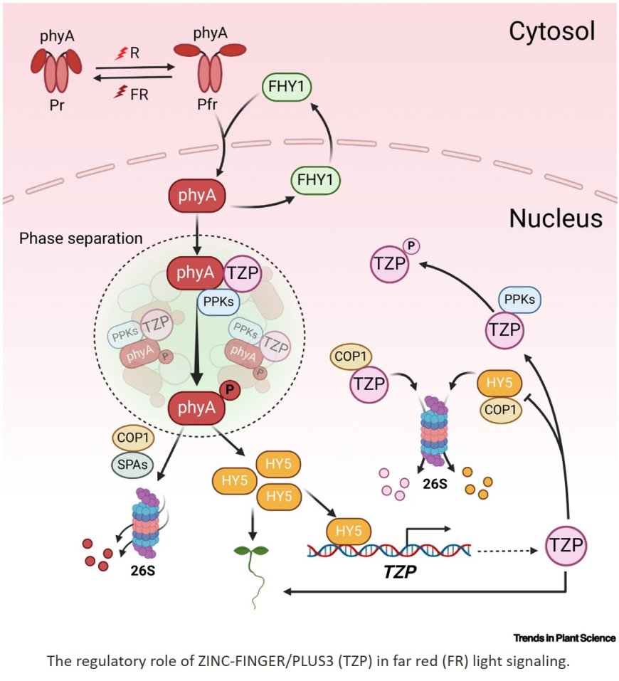 Light signaling by TZP in plants