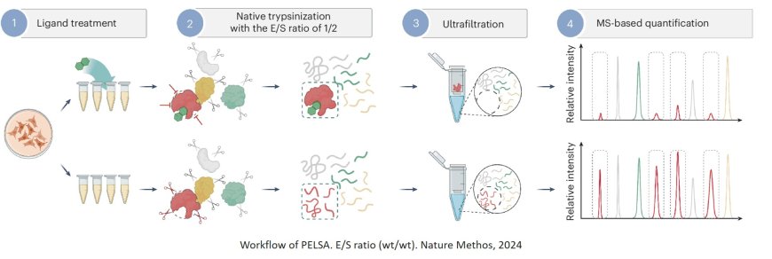 Proteomics to identify ligand-binding proteins and their binding sites in complex system