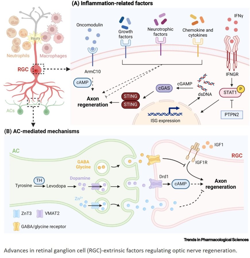 Optic nerve regeneration therapeutics