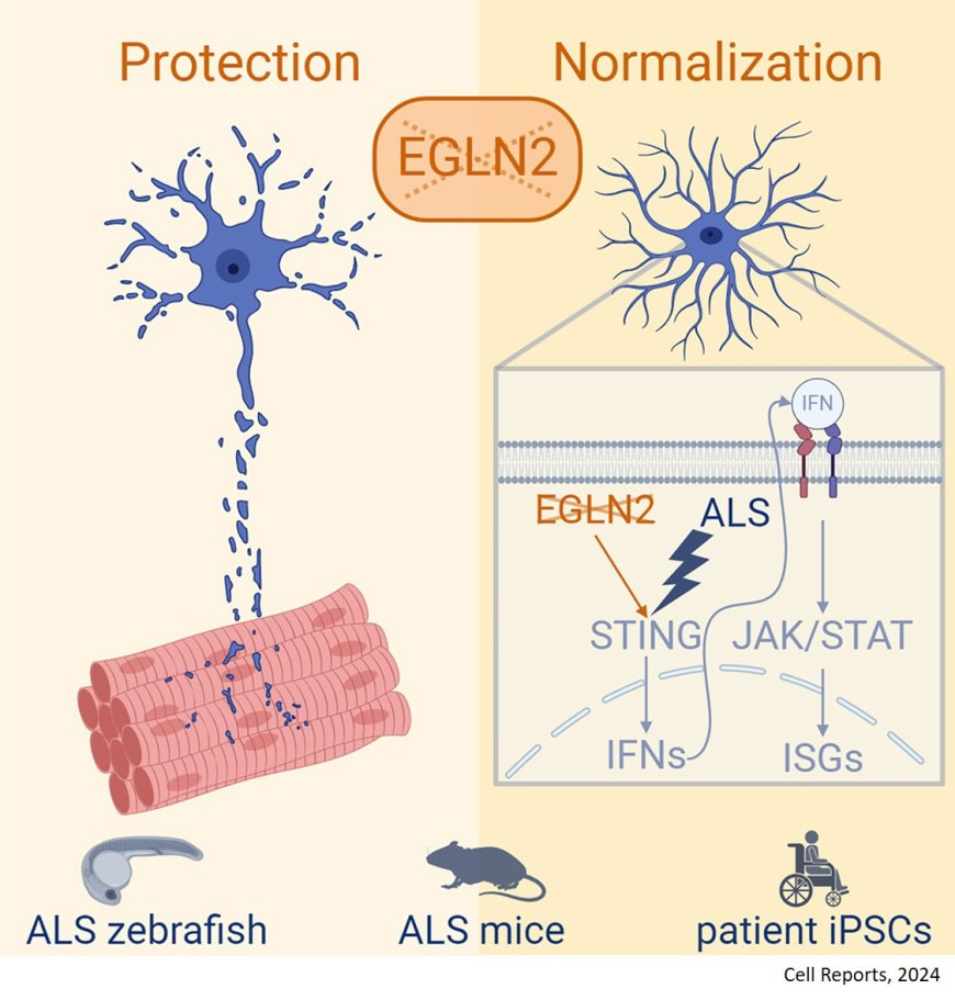 Targeting EGLN2/PHD1 protects motor neurons and normalizes the astrocytic interferon response