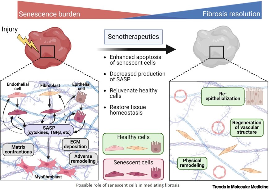 Senescence and tissue fibrosis