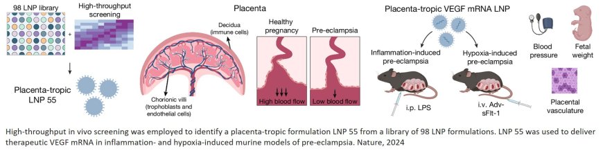 A lipid nanoparticle delivers mRNA cure for pre-eclampsia