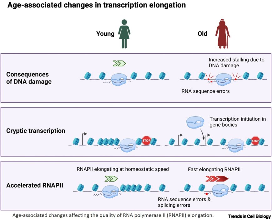 Transcriptional elongation in aging!