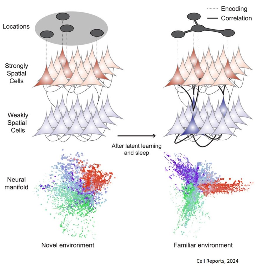 How sleep helps to construct cognitive map of the environment