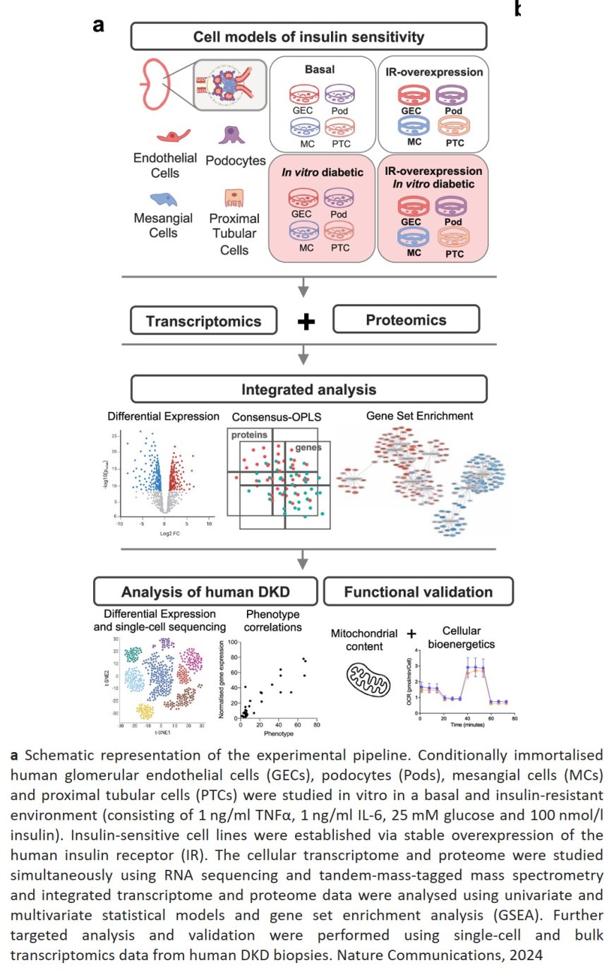 Insulin-resistant kidney models for Diabetic Kidney Disease