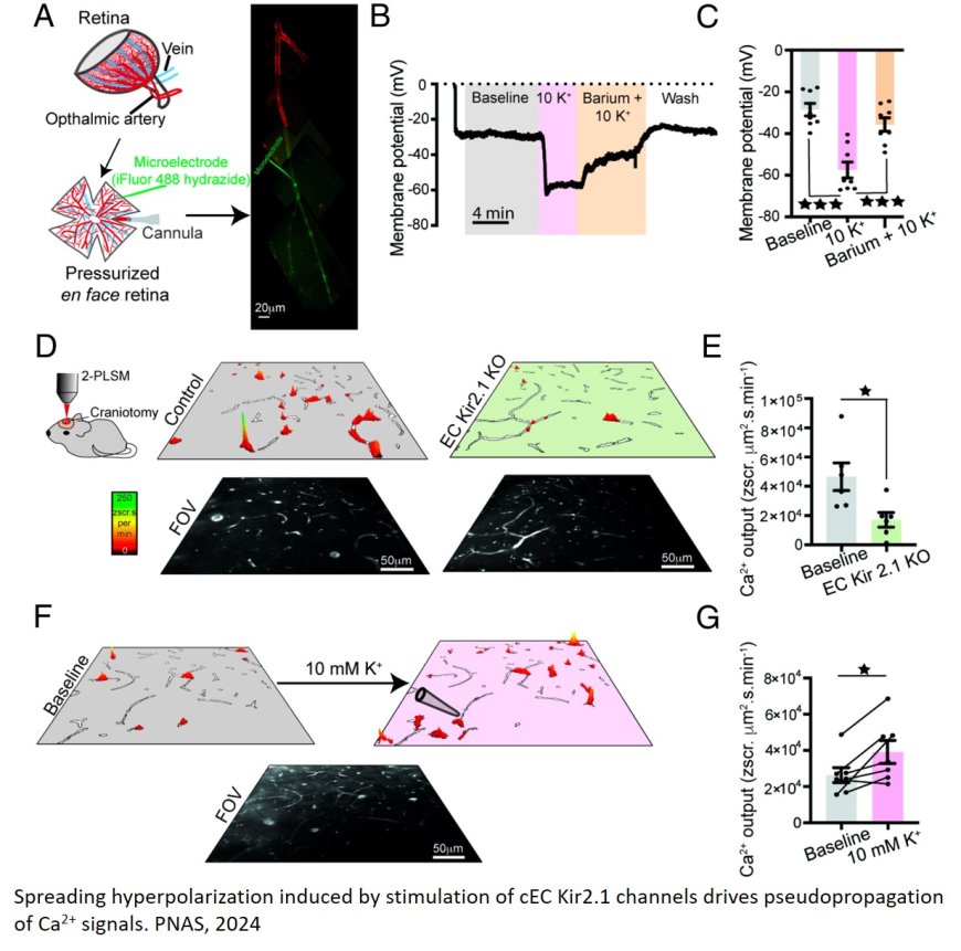 Electrocalcium coupling in brain capillaries: Rapidly traveling electrical signals ignite local calcium signals