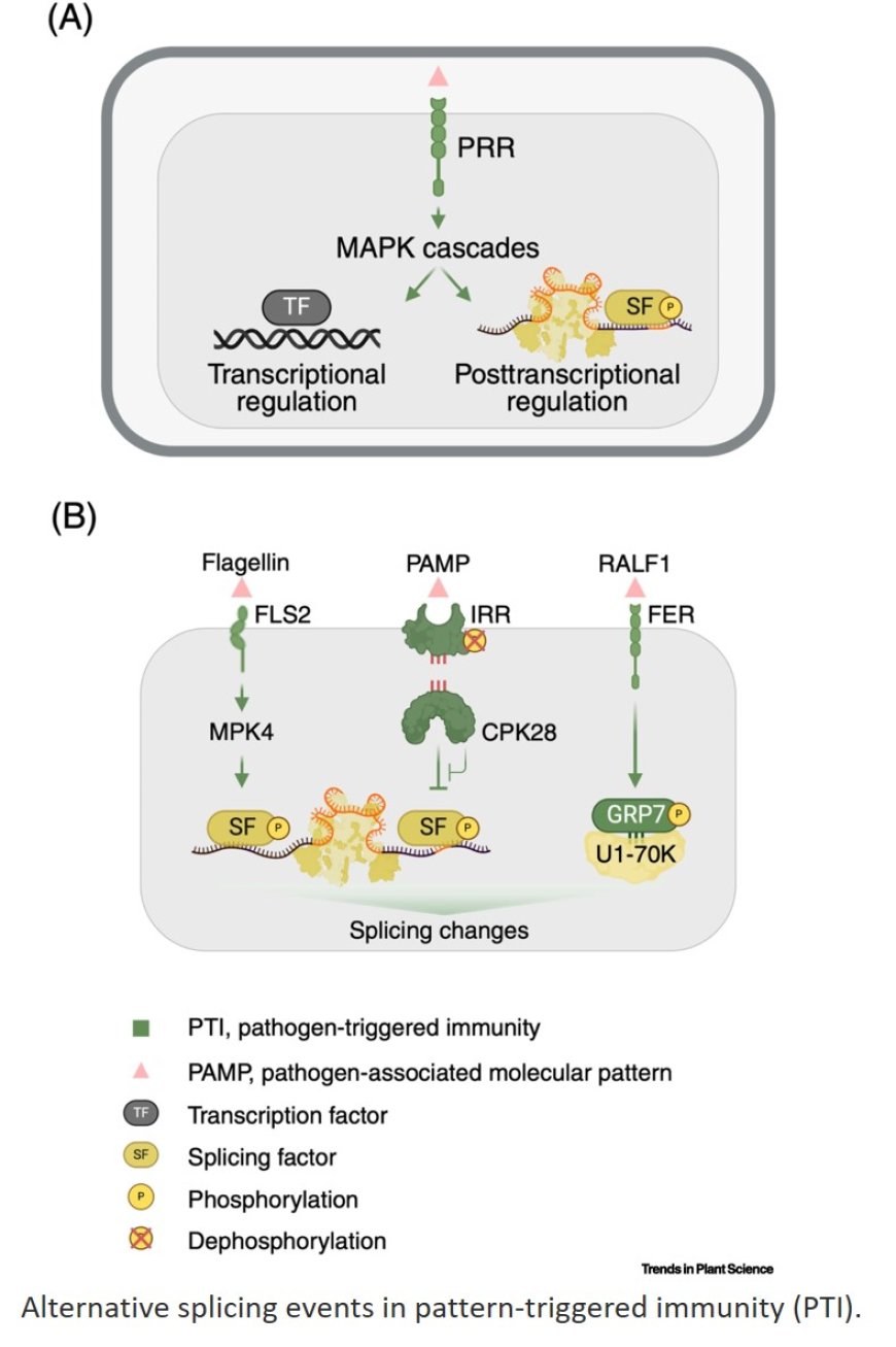 Pathogens control plant immunity by alternative splicing during infection