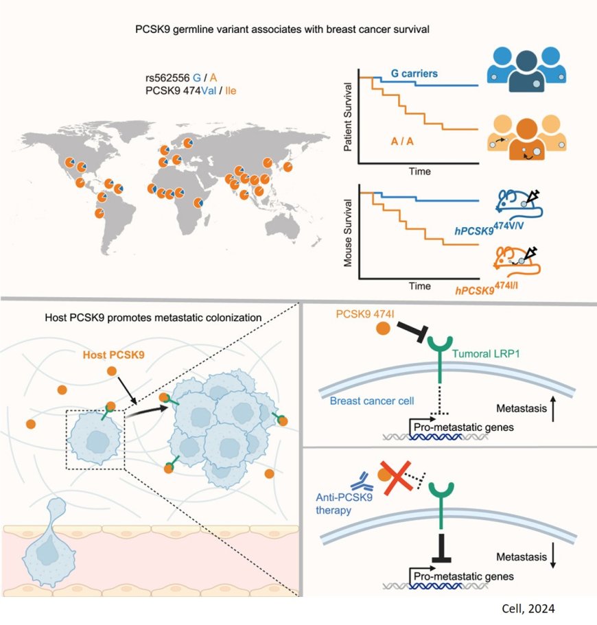 A genetic disposition increasing the risk of breast cancer metastasis