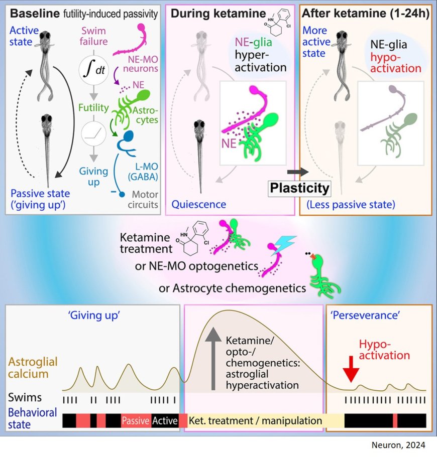 How ketamine promotes behavioral perseverance