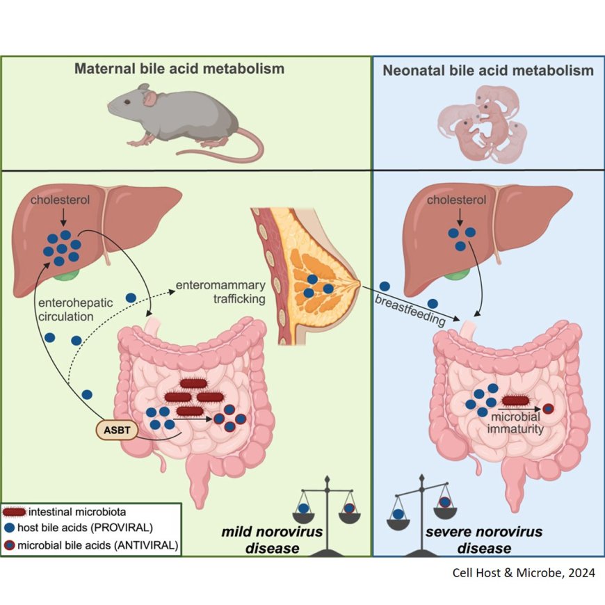 Metabolic immaturity and breastmilk bile acid metabolites are central determinants of heightened newborn vulnerability to norovirus diarrhea