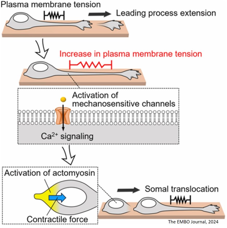 Mechanical signaling in neuronal migration