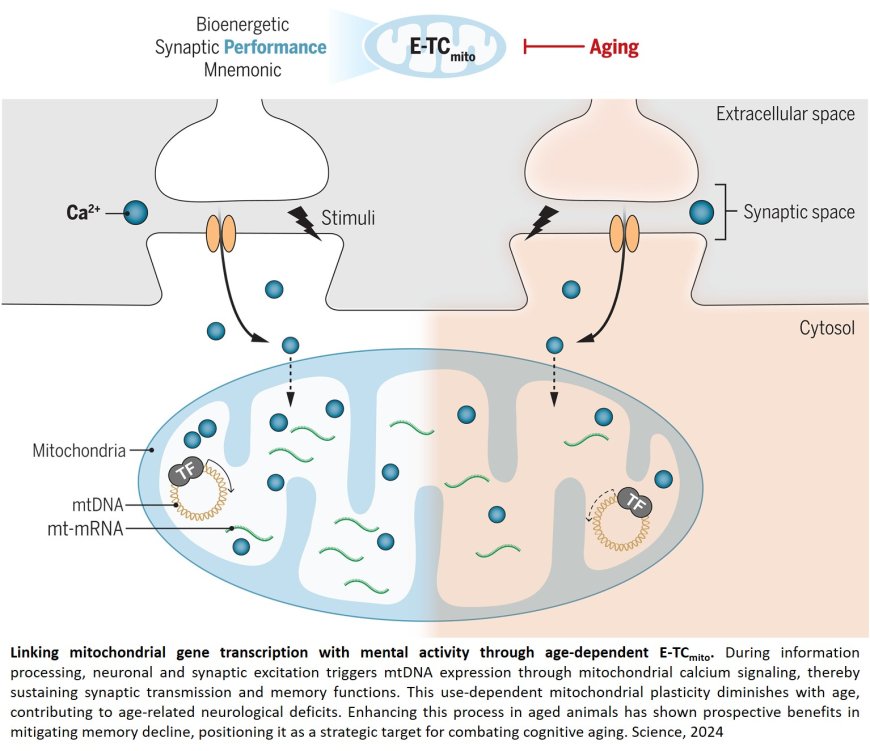 Decoupled neuronal activity and mitochondrial function in aging