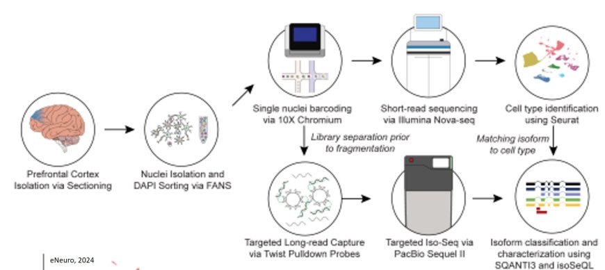 RNA isoform diversity in human neurodegenerative diseases