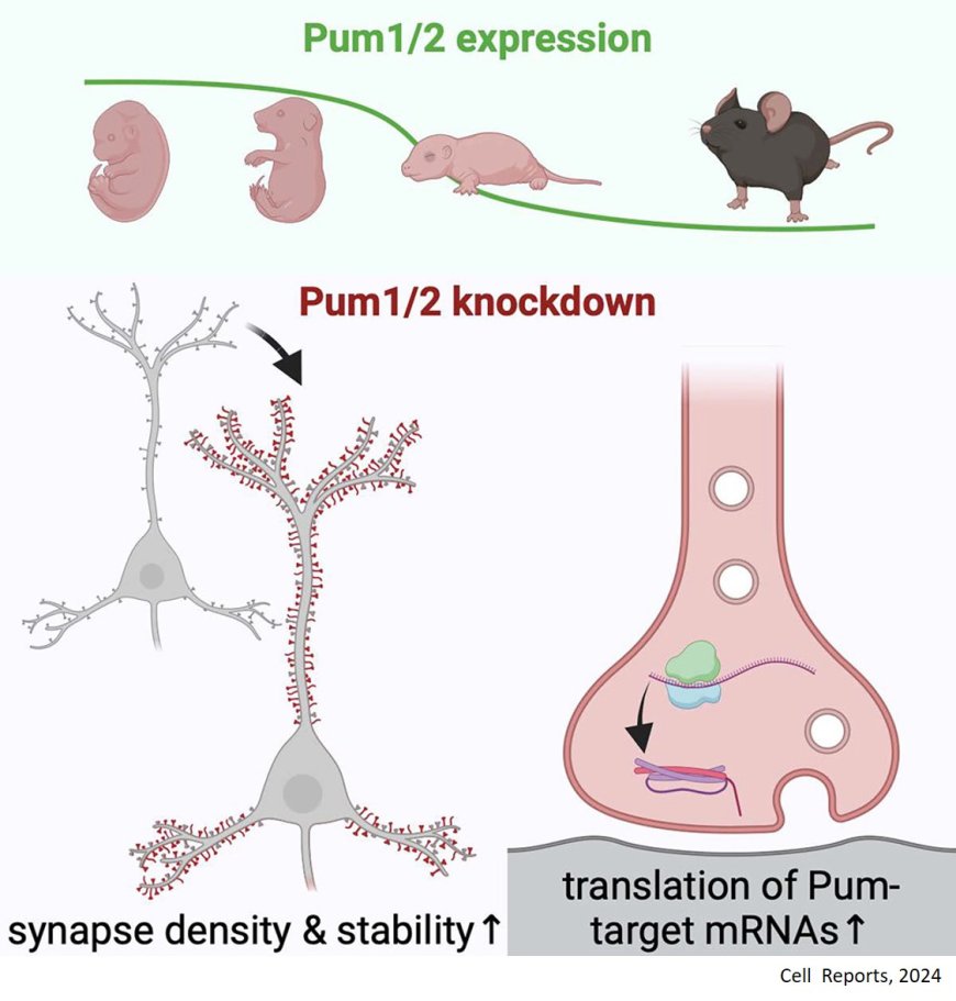 Regulation of synapse density by Pumilio RNA- binding proteins