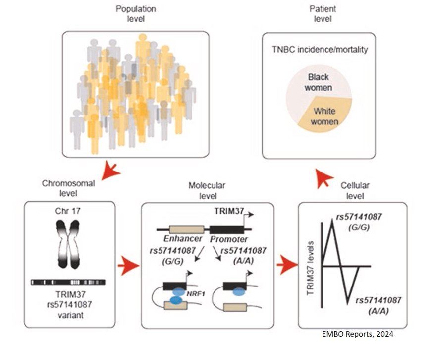 Genetic determinants of the racial disparity in breast cancer