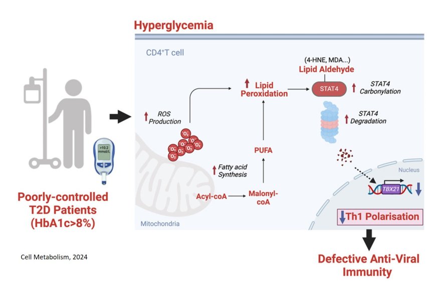 Why diabetic patients are prone to severe viral infections?