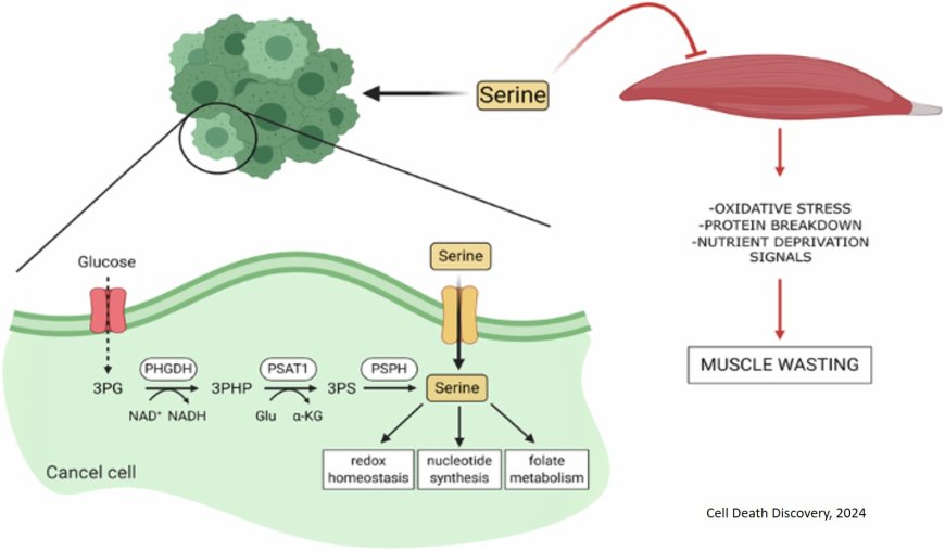 Limiting serine availability during tumor progression promotes muscle wasting in cancer cachexia