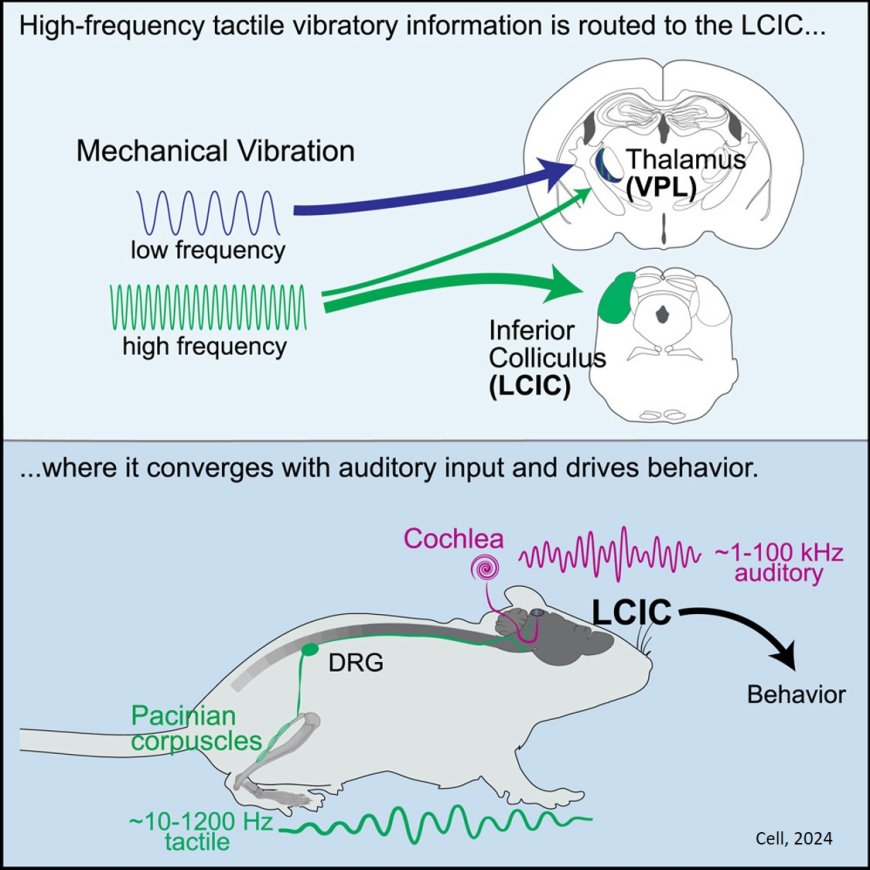 The auditory midbrain mediates tactile vibration sensing