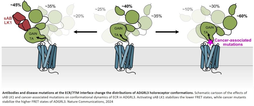 Conformational coupling between extracellular and transmembrane domains modulates holo-adhesion GPCR function