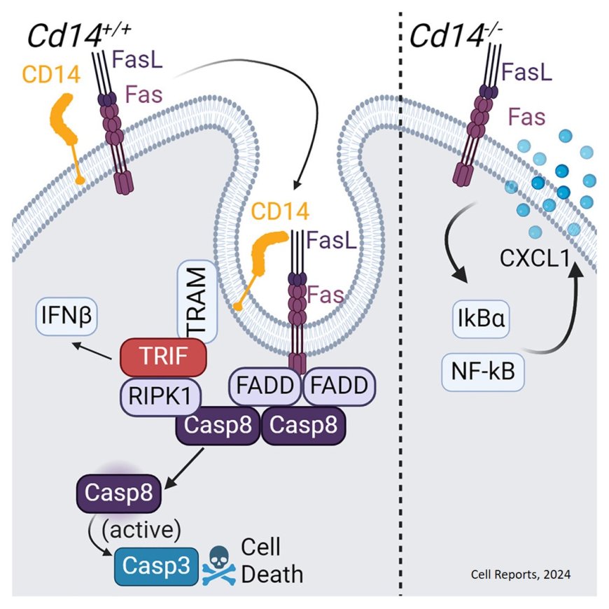 CD14 is a decision-maker between Fas-mediated death and inflammation