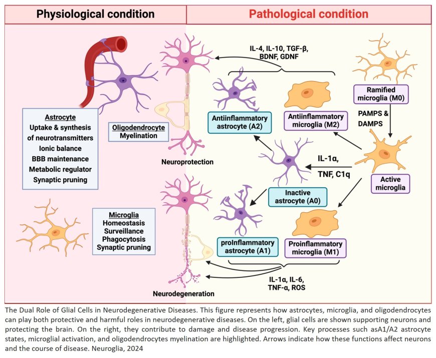 Neuroglia in Neurodegeneration