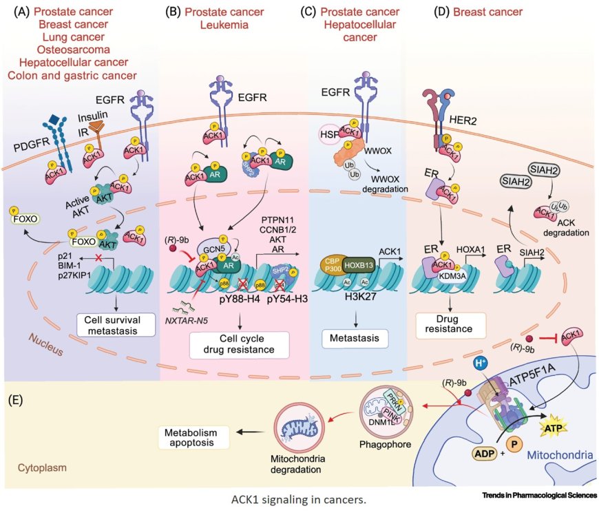 Targeting ACK1/TNK2 kinase to treat cancer