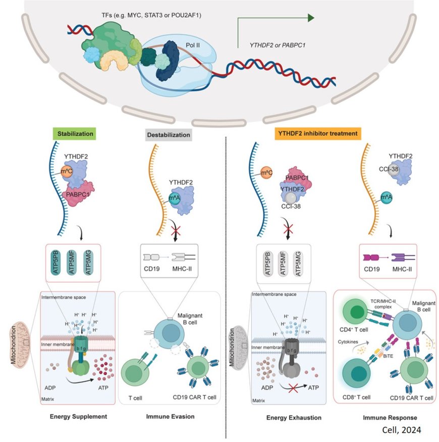 Oncogene that helps immune evasion of blood cancer identified!