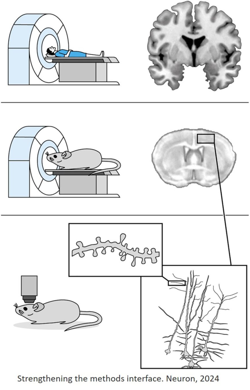 Brain plasticity studies using animal models to humans