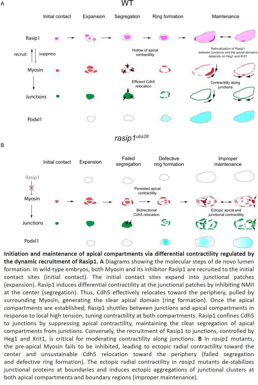 Blood vessel lumen formation and maintenance