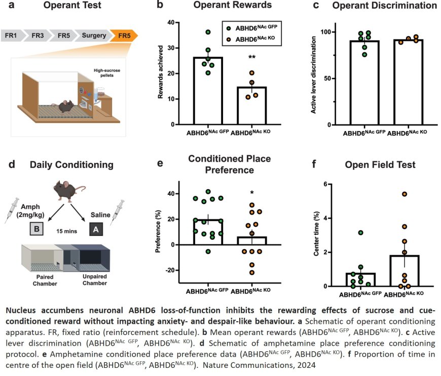 ABHD6 loss-of-function in mesoaccumbens postsynaptic but not presynaptic neurons prevents diet-induced obesity in male mice