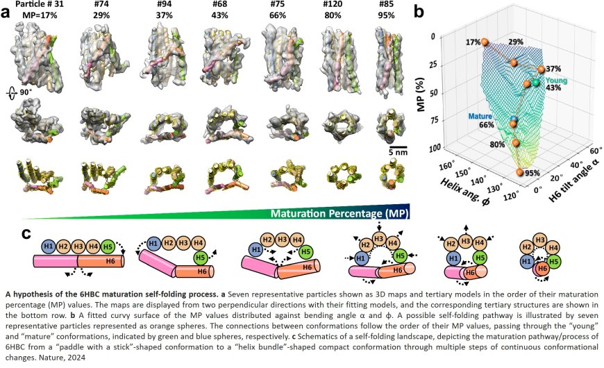 Non-averaged single-molecule tertiary structures reveal RNA self-folding through individual-particle cryo-electron tomography