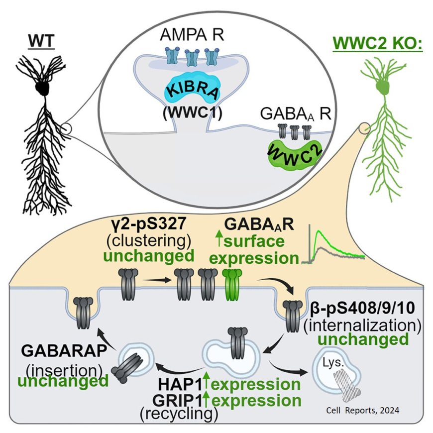 Synapse class-selective functions for WWC proteins!