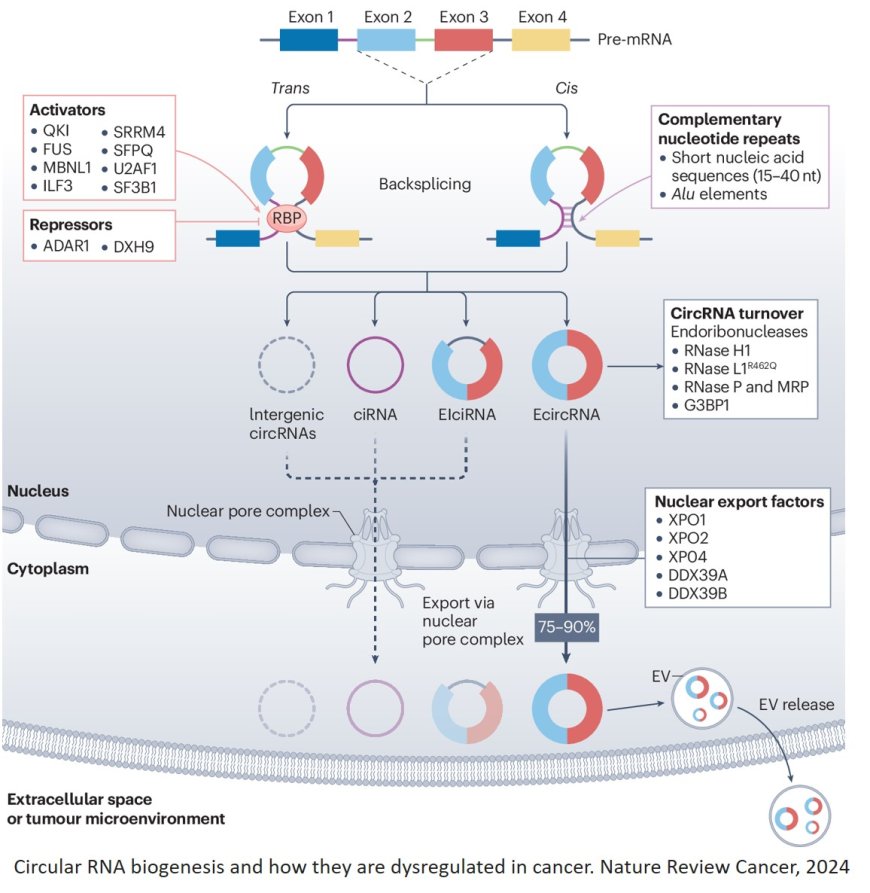 Circular RNA in cancer